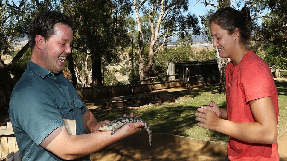 Laura Robson meets a BlueTongue Lizard at Bonorong Wildlife Sanctuary